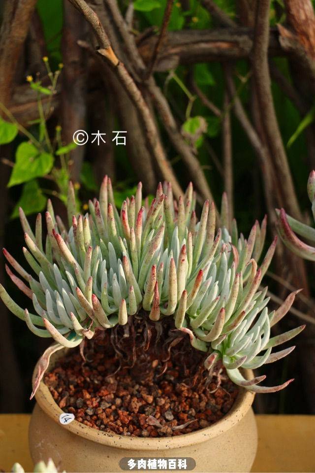 仙女杯爱杜丽丝,初霜,绿叶