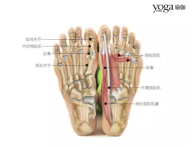 大脚趾结构解剖