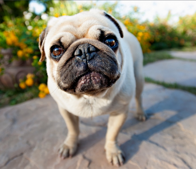 犬种科普丨中国本土狗狗巴哥犬