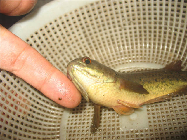 广西河沟中的一种小鱼,离水不死,还会爬树