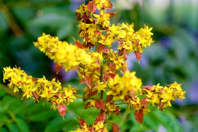 金雨树:花果漂亮迷人 是驱虫清热止咳良药 嫩叶可吃 你知道吗?