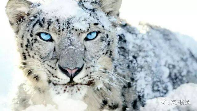 和滚滚一样爱卖萌,爱咬尾巴的雪豹宝宝,终于不是濒危动物啦!