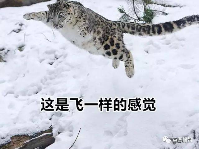 和滚滚一样爱卖萌,爱咬尾巴的雪豹宝宝,终于不是濒危动物啦!