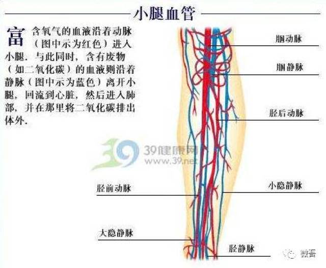 携带营养的动脉流量就会增加; 当静脉曲张, 携带垃圾的静脉血液就会