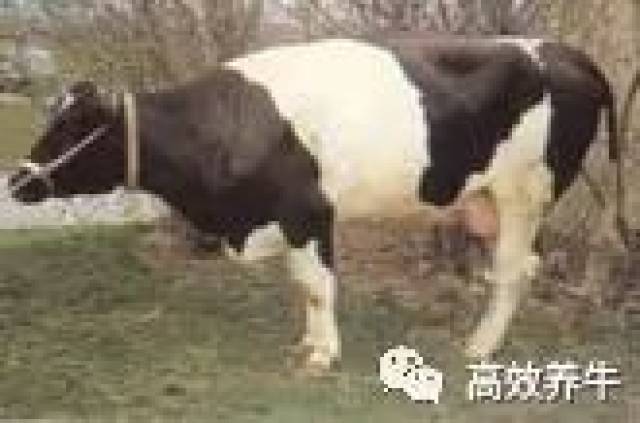 每日一招:牛蹄叶炎!图片