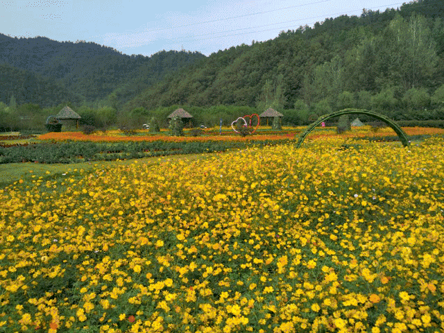 壁纸 成片种植 风景 植物 种植基地 桌面 640_480 gif 动态图 动图