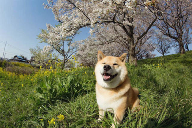 一大波柴犬萌照,当壁纸也适用,又一个微笑天使