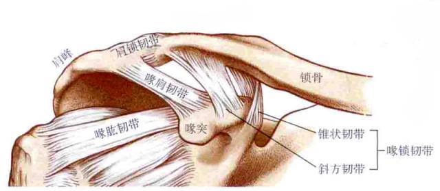 【经验】肩部运动学分析及关节松动实例分析