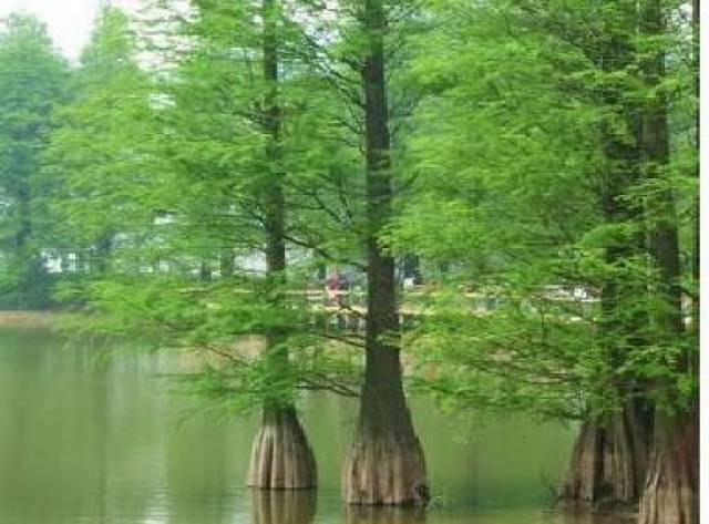 水杉  
