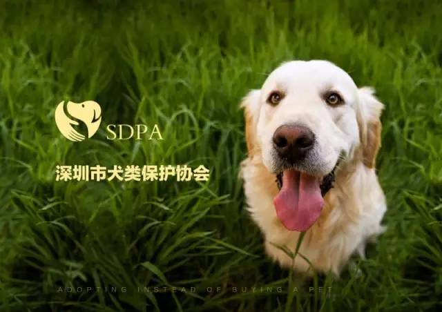 本协会致力于深圳市流浪犬只的保护,倡导文明,科学的养