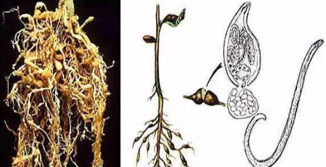 四,根结线虫防治方法