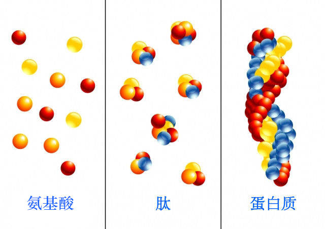 涨知识蛋白质氨基酸肽