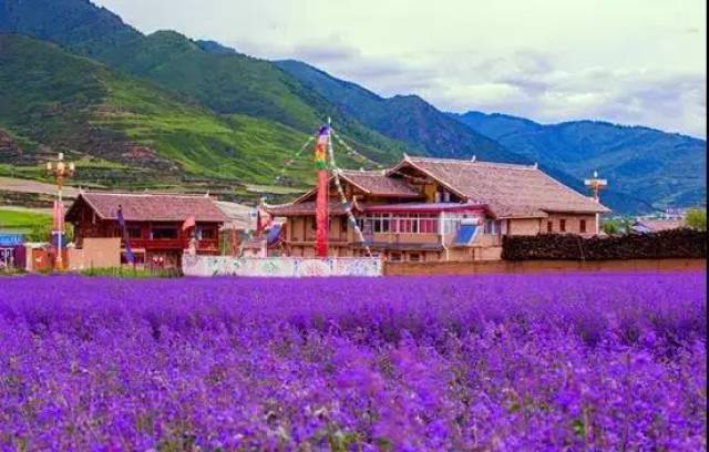 07.浪漫花海 营地紧邻川主寺薰衣草基地,浪漫花海,与您相约.