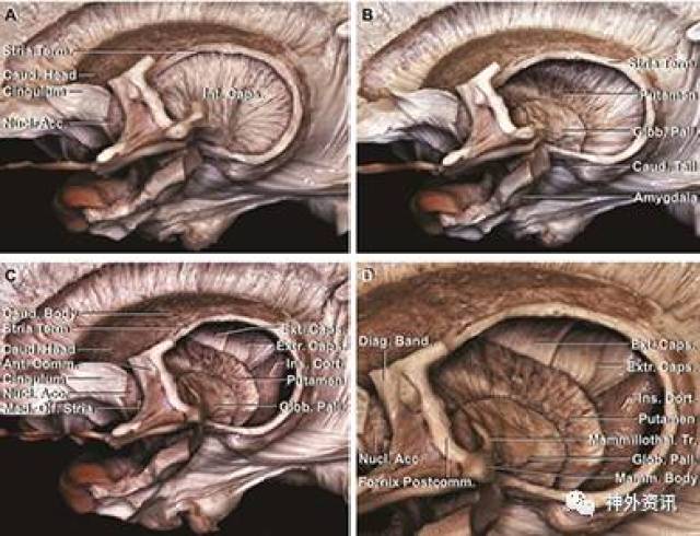 大脑半球内侧面及底面的纤维束解剖
