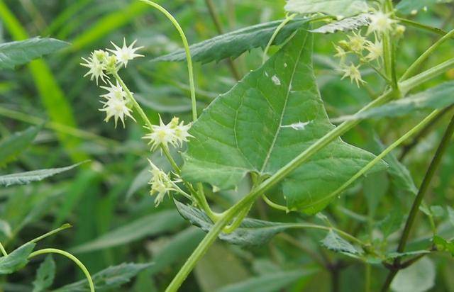 盒子草:葫芦虽小自开盖,饼干不多黑两块