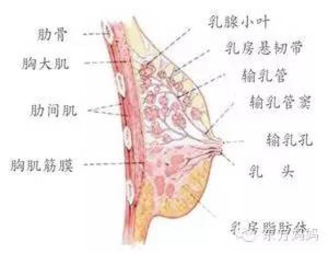 女性乳房疼痛的几种类型