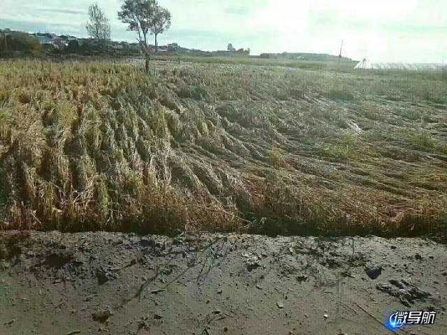 肇源县茂兴镇当权村突遭大冰雹