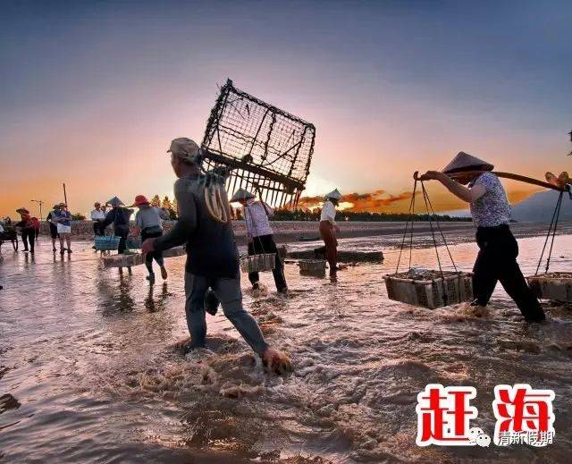 海边渔民们的一种劳作方式,当海水退去,露出大片滩涂,而无数的海鲜就