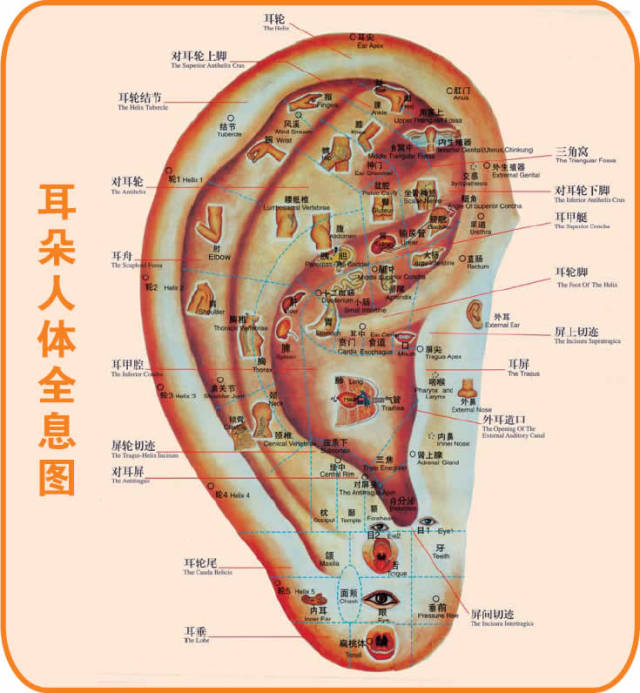 中医五行学说认为,肾主藏精,开窍于耳,医治肾脏疾病的穴位有很多在