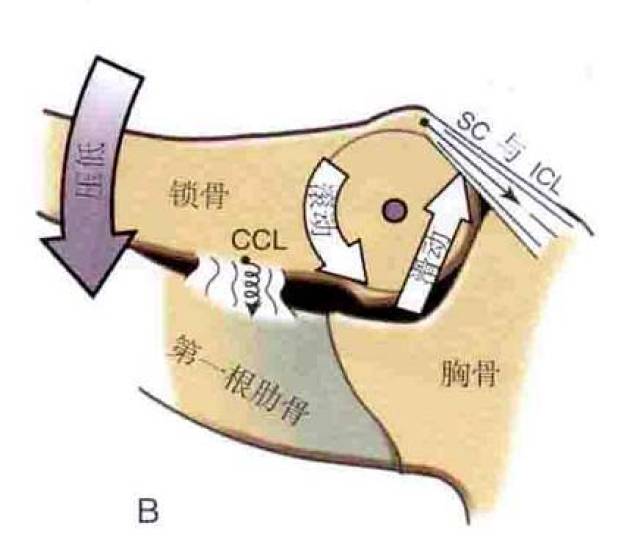 锁骨的关节运动时沿着胸锁关节的纵轴发生,据研究,最大上抬与下降的
