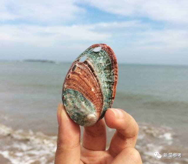 从色泽观察,鲍鱼呈米黄色或浅棕色,质地新鲜有光泽;从外形观察,鲍鱼
