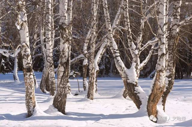 新疆人文地理丨禾木看雪