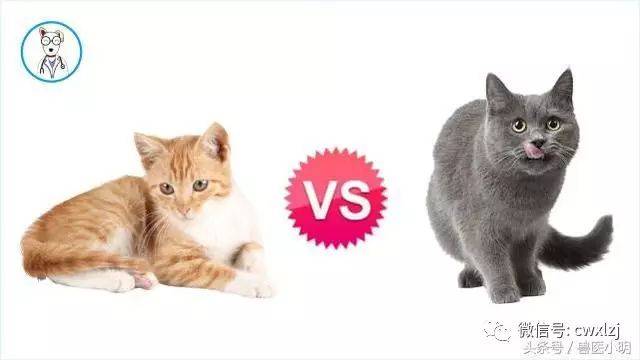 怎么防止猫在床上尿尿 22daae2b8d7e43f6a7c983761a679450.jpeg