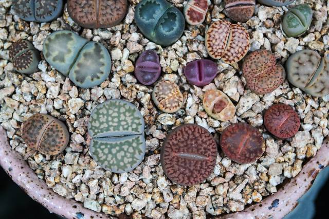 多肉植物品种大全直播间 337025e6690340298569d7fdd0b77cf1.jpeg