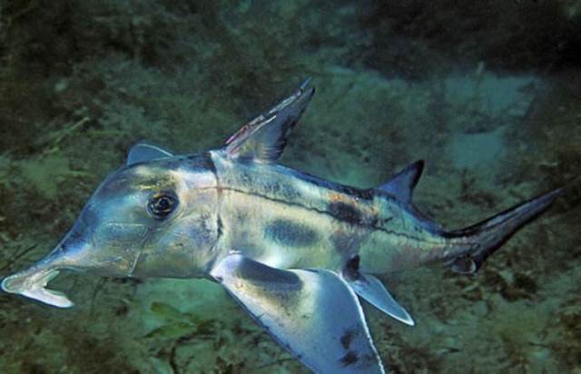 长吻银鲛主要分布在太平洋和大西洋,栖息在深海2600米以下,因其有延长