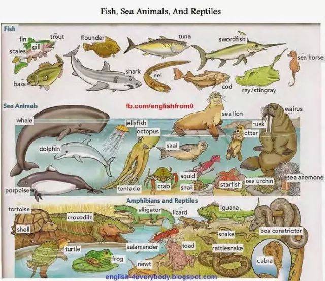 1分钟教会你记住所有常见海洋生物的英语名字