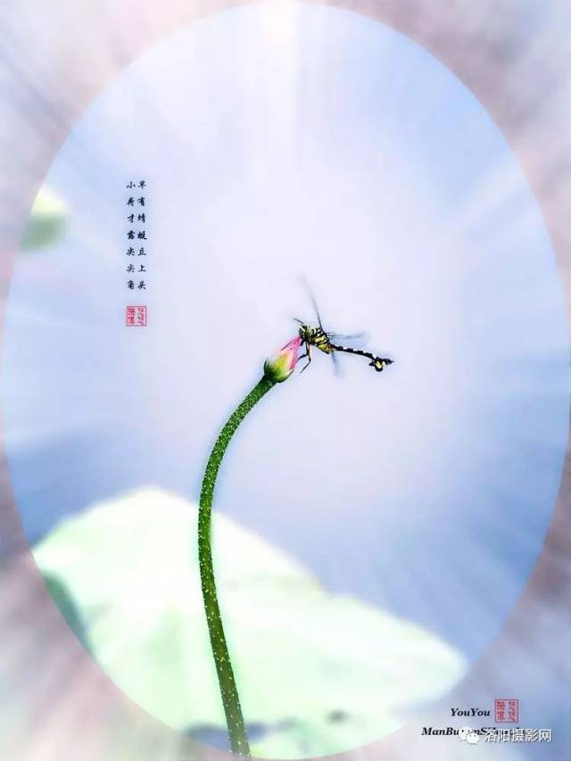洛阳摄影:蜻蜓 荷花