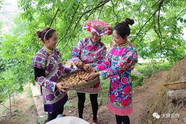 大姚三台乡是名声远播的中国核桃之乡 张从华摄国庆期间,大姚"三节