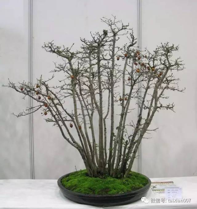 《柿柿如意》老鸦柿盆景的栽培管理