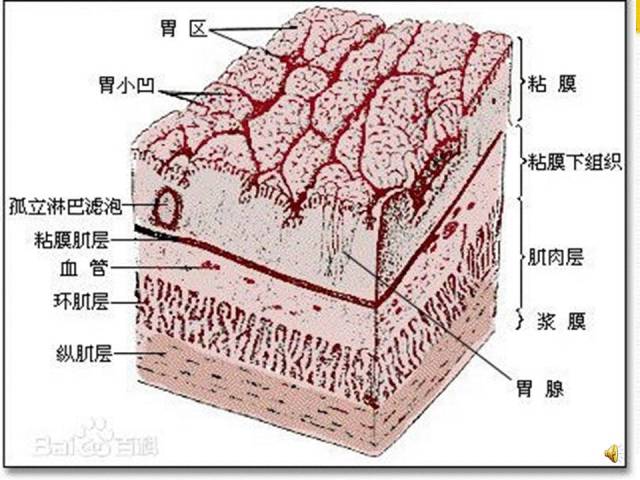 老刘养猪培训 解剖——胃溃疡