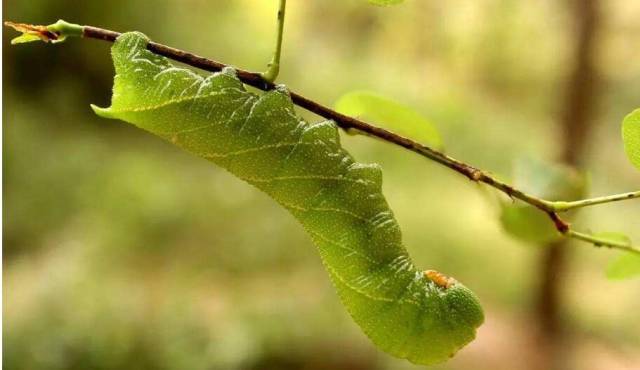 豆子长虫了能吃吗 bc42ad21cc2b4d118183aa9bcf92557e.jpeg