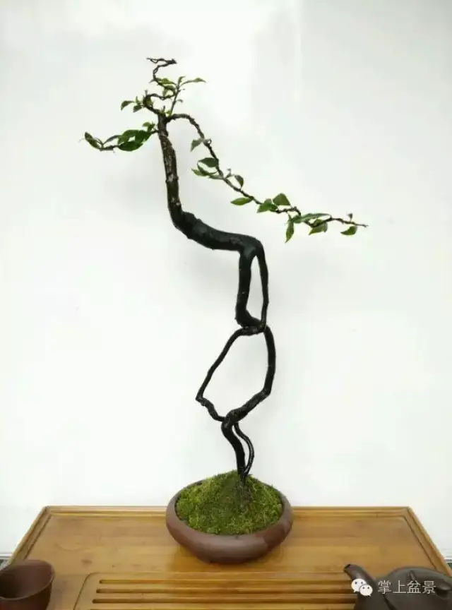 金弹子盆景制作方法