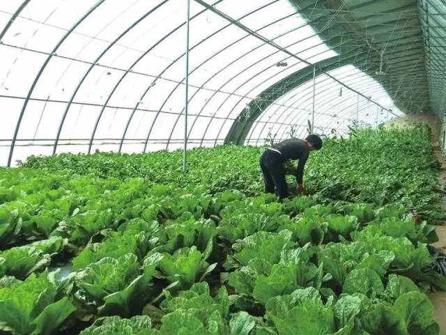 蒙泰有自己的有机食品种养基地.图为有机蔬菜大棚