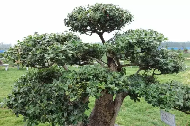 枸骨盆栽的养护鉴赏及市场现状 花木君