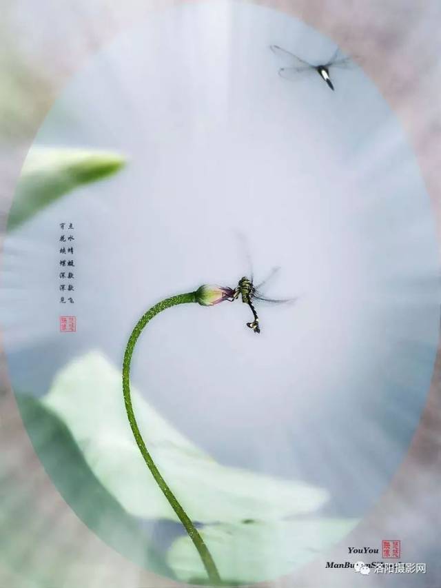 洛阳摄影:蜻蜓 荷花