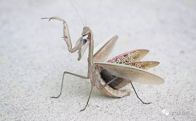 螳螂连同类都吞食,何况是主人作死用手指挑衅