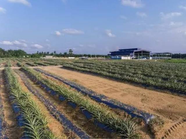 马来西亚凤梨年底将登陆中国市场,厄瓜多尔菠萝出口稳步增长