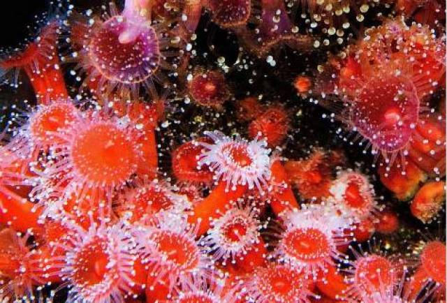 中国人走私100斤琥珀,在俄罗斯被抓,将判刑7年!违法的东西不能