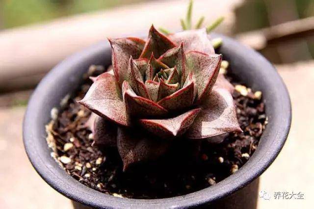 多肉怎么养护才能快速生根 25c725b5eca04bc1a9d88dfad5b38dd0.jpeg