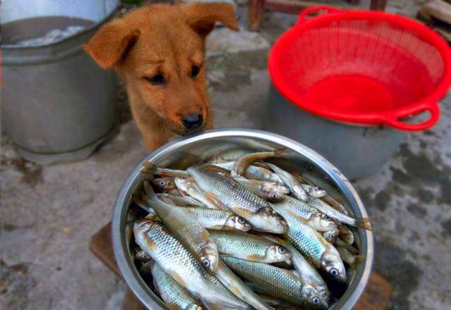 中华田园犬 土狗要是能说话 它可能会说这些