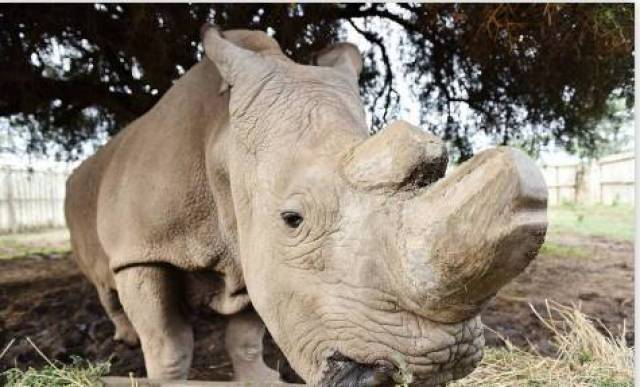 中国人走私100斤琥珀,在俄罗斯被抓,将判刑7年!违法的东西不能