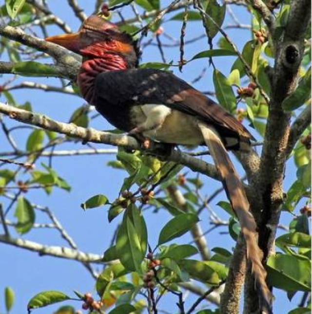 中国人走私100斤琥珀,在俄罗斯被抓,将判刑7年!违法的东西不能