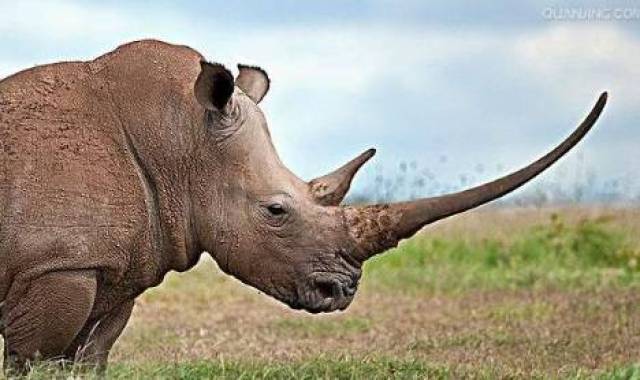 中国人走私100斤琥珀,在俄罗斯被抓,将判刑7年!违法的东西不能