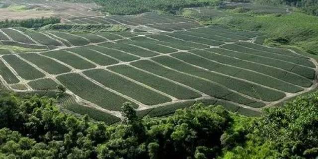 马来西亚凤梨年底将登陆中国市场,厄瓜多尔菠萝出口稳步增长