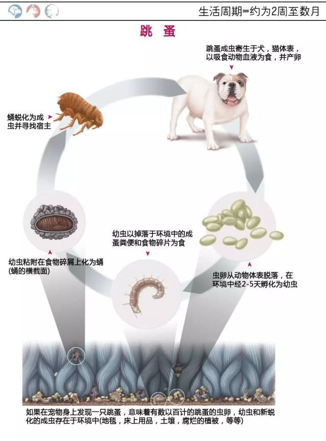 宠物体外寄生虫精选彩色图谱