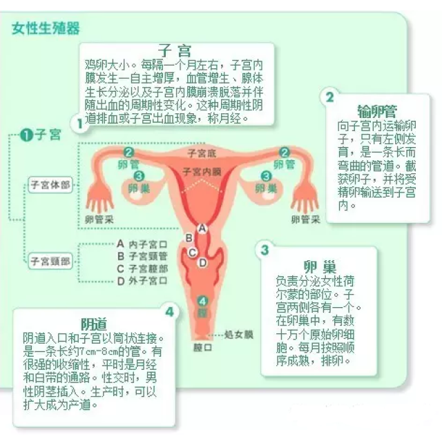 子宫的正常大小是多少